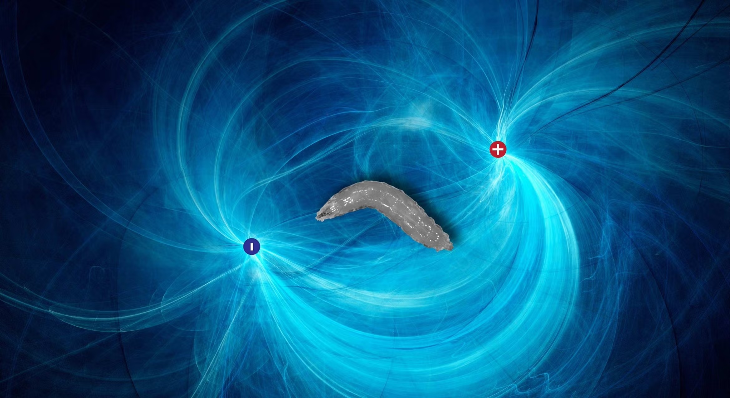 Fruit fly larvae will reorient themselves toward the negative pole of an electric field