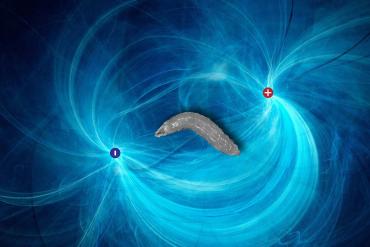 Fruit fly larvae will reorient themselves toward the negative pole of an electric field